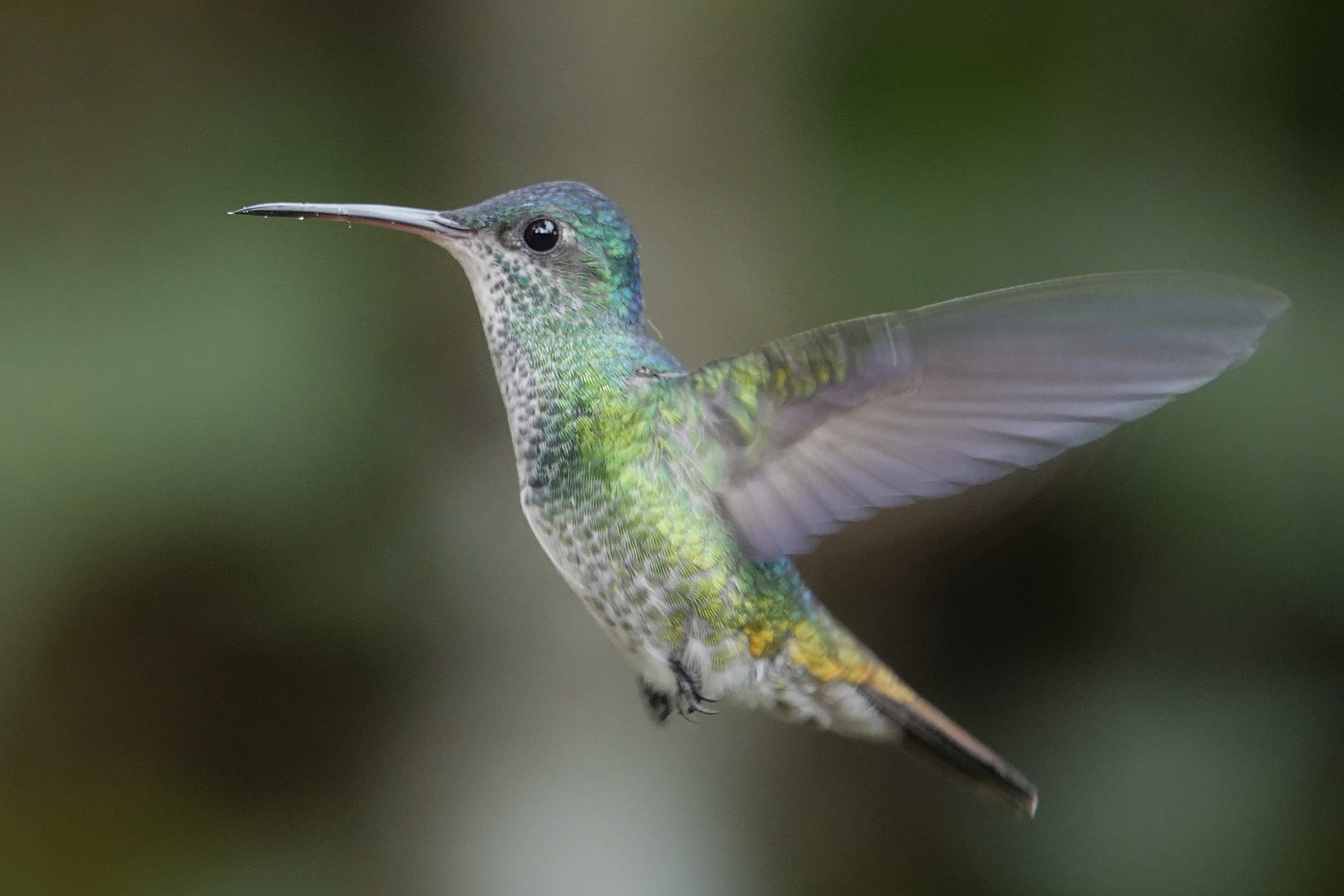 Colibri en vol